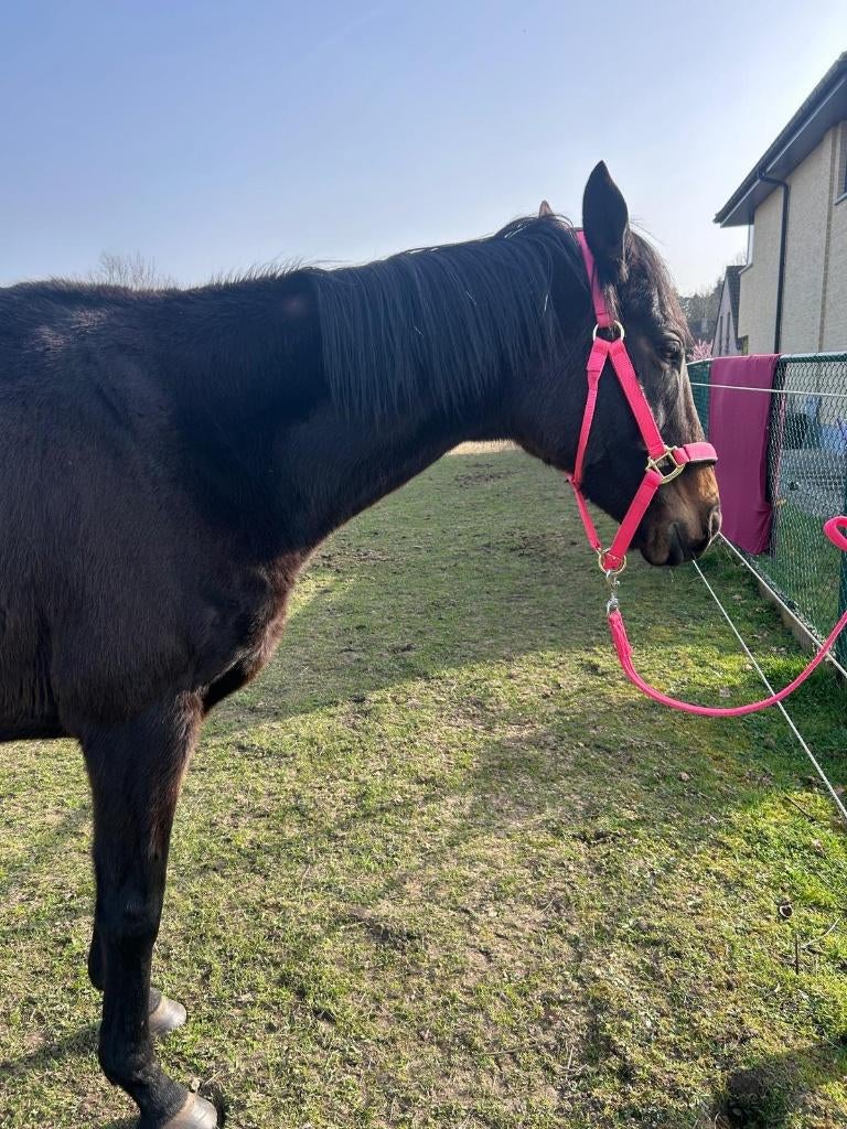 Merrie - 13 ans, Animaux & Accessoires, Chevaux, Jument, Débourré, 165 à 170 cm, 11 ans ou plus, Cheval de récréation, Avec pedigree