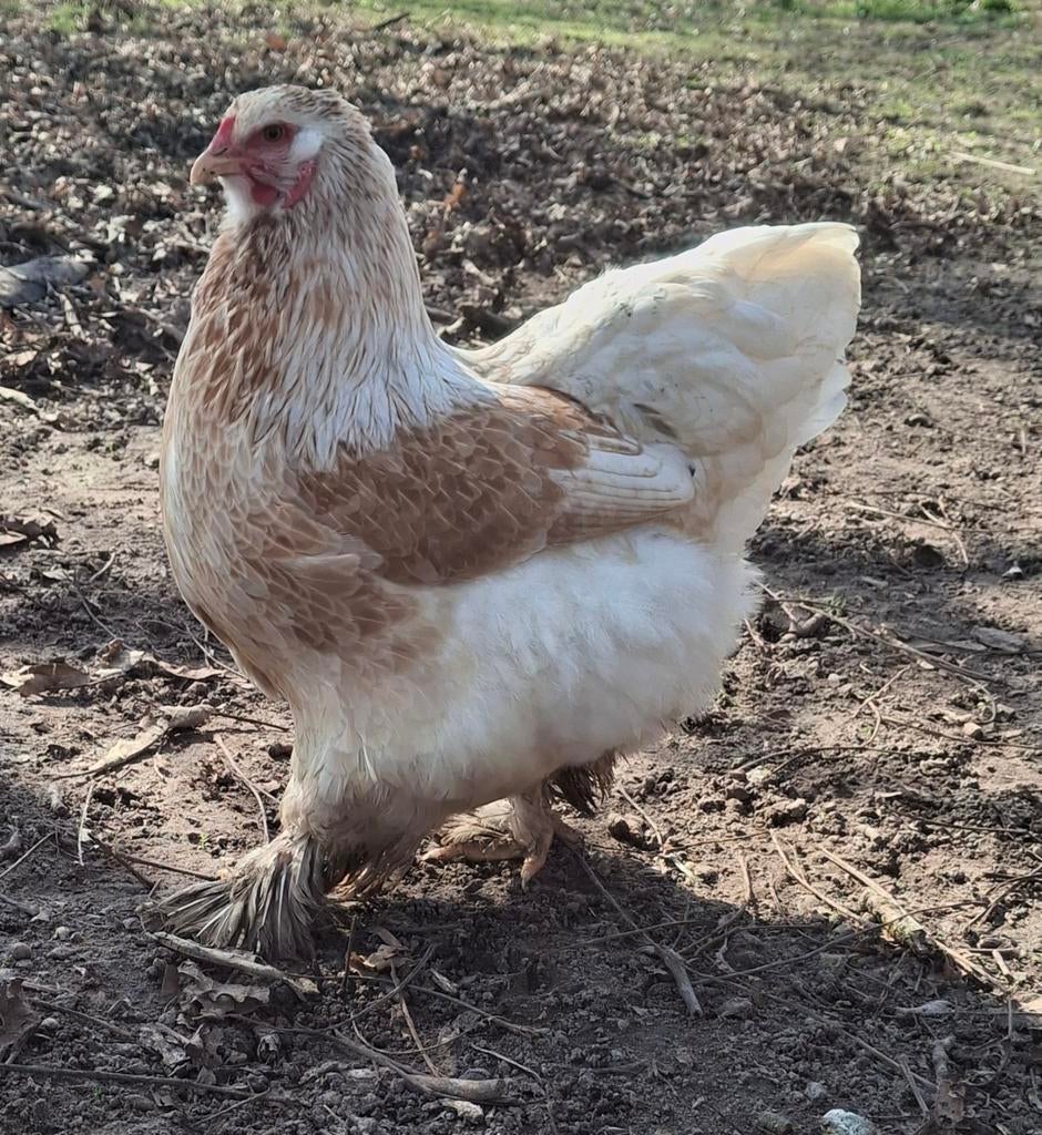 Brahma hennen, Vrouwelijk, Kip