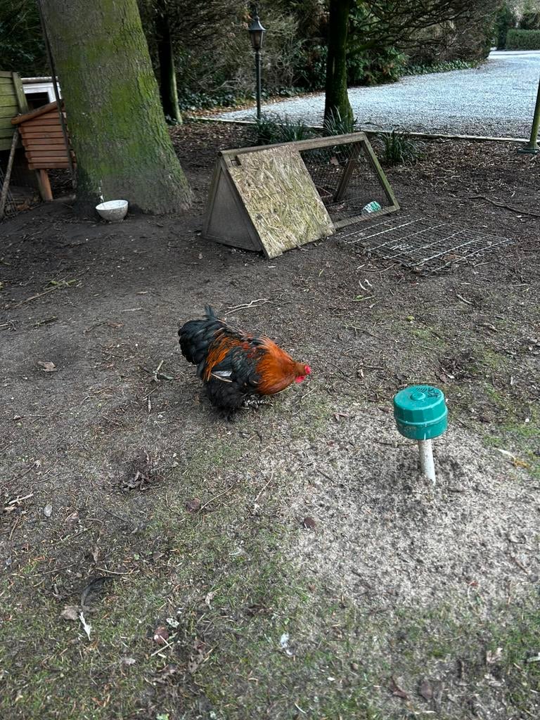 Coq gratuit : mélange cochin, bantam et wyandotte, Animaux & Accessoires, Mâle, Poule ou poulet