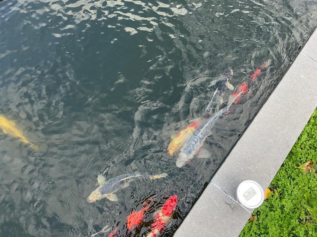 10 Koi’s te koop: ongeveer 35/40cm lang, Dieren en Toebehoren, Vissen | Vijvervissen, Karper of Koi
