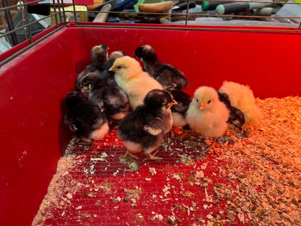 Kuikens, Dieren en Toebehoren, Pluimvee