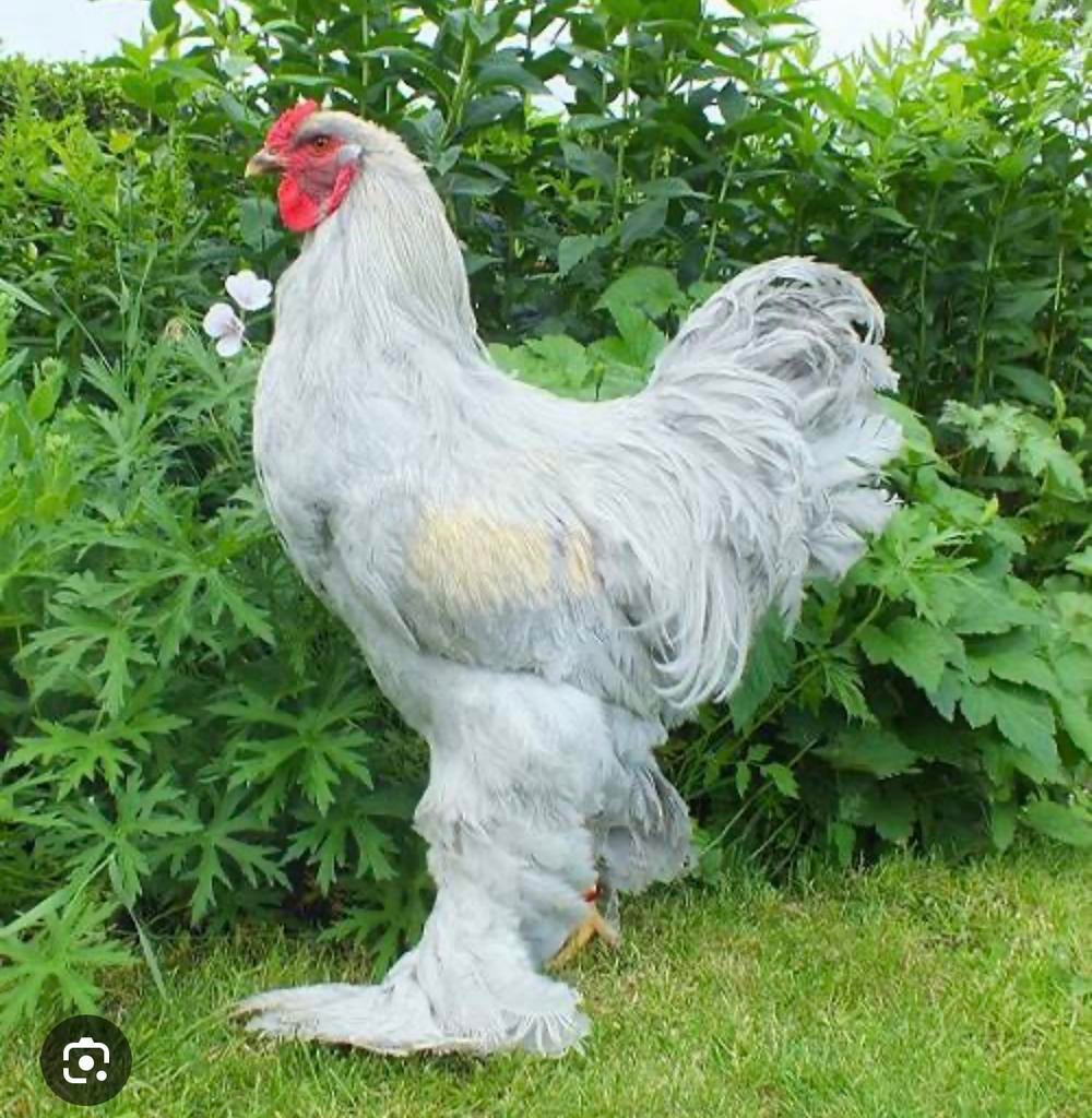 Brahma haan meerdere kleurslagen, Dieren en Toebehoren, Pluimvee, Mannelijk, Kip