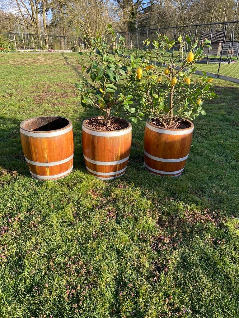 Tonnen met plant, Ophalen, Gebruikt, Rond, Hout