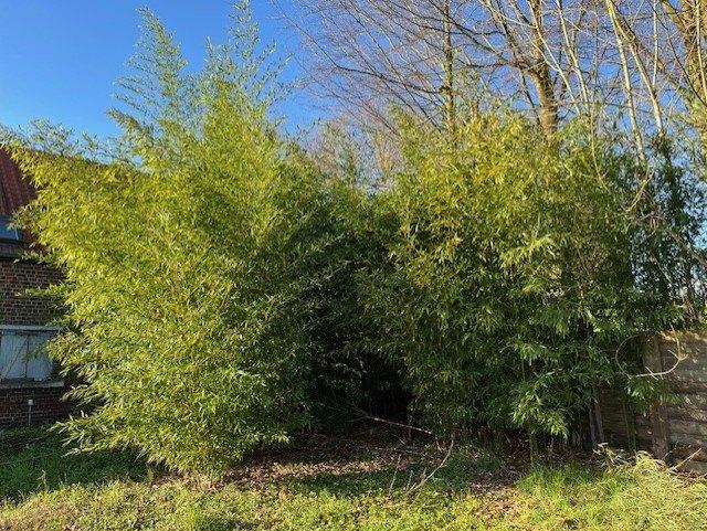 Gratis Bamboe - zelf uit te graven, Tuin en Terras, Ophalen, Vaste plant, Siergrassen