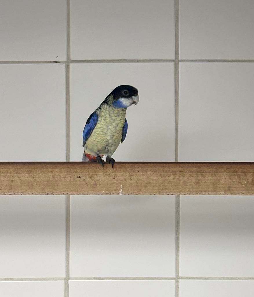 Gevraagd: jonge Brown Rosella’s, Dieren en Toebehoren