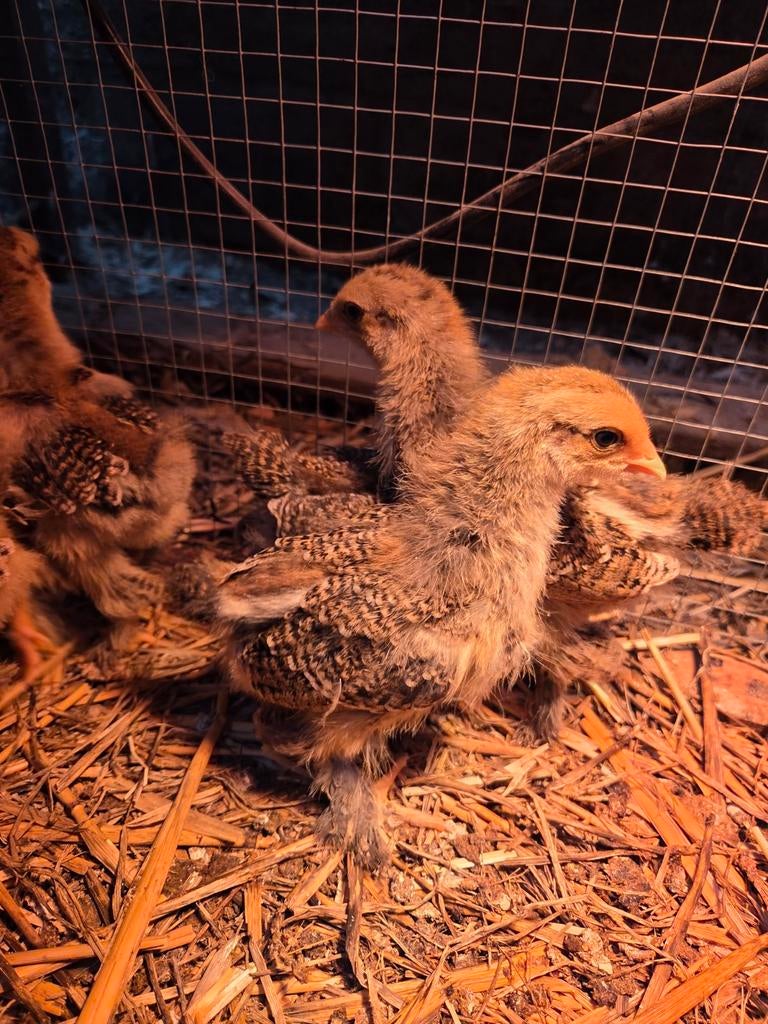 Hennen kuikentjes, Dieren en Toebehoren, Pluimvee, Vrouwelijk, Kip