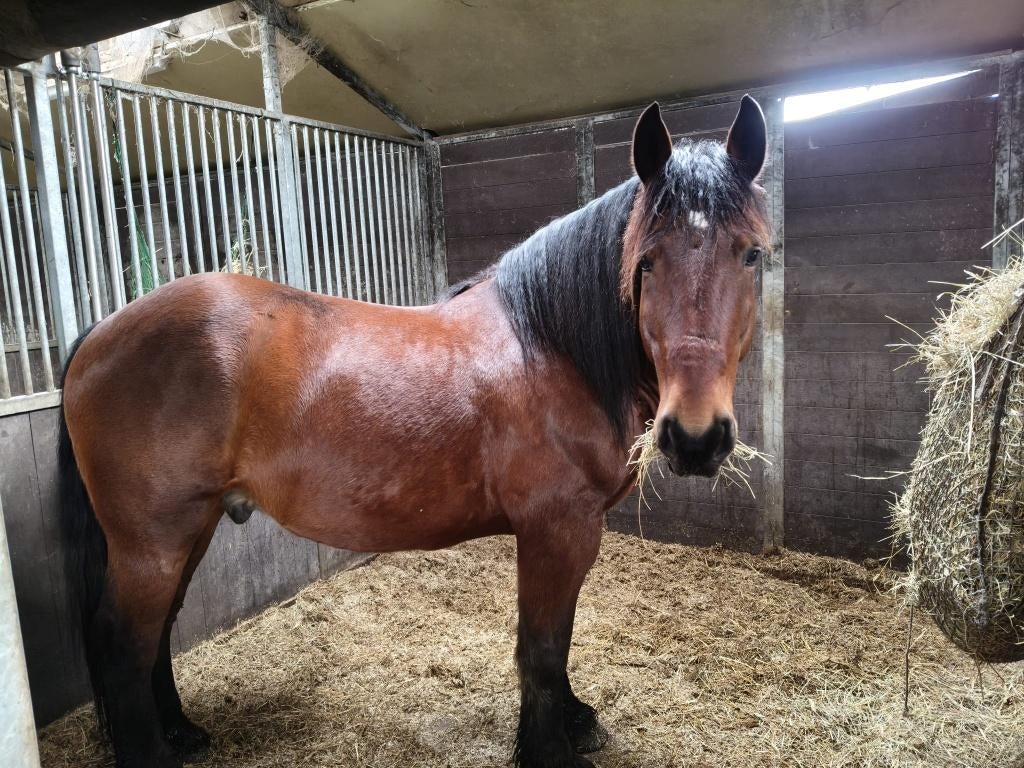 Paard zoekt mens, Animaux & Accessoires, Chevaux, Hongre, 160 à 165 cm, Vermifugé