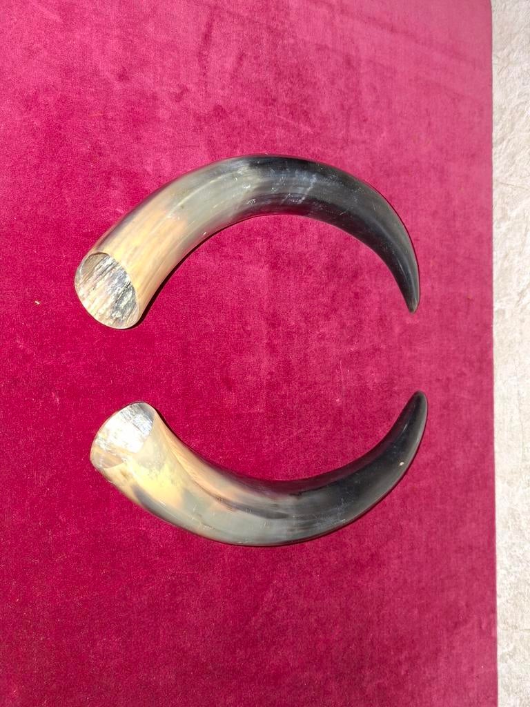 Cornes de taureau polies, Collections, Collections Animaux, Enlèvement ou Envoi