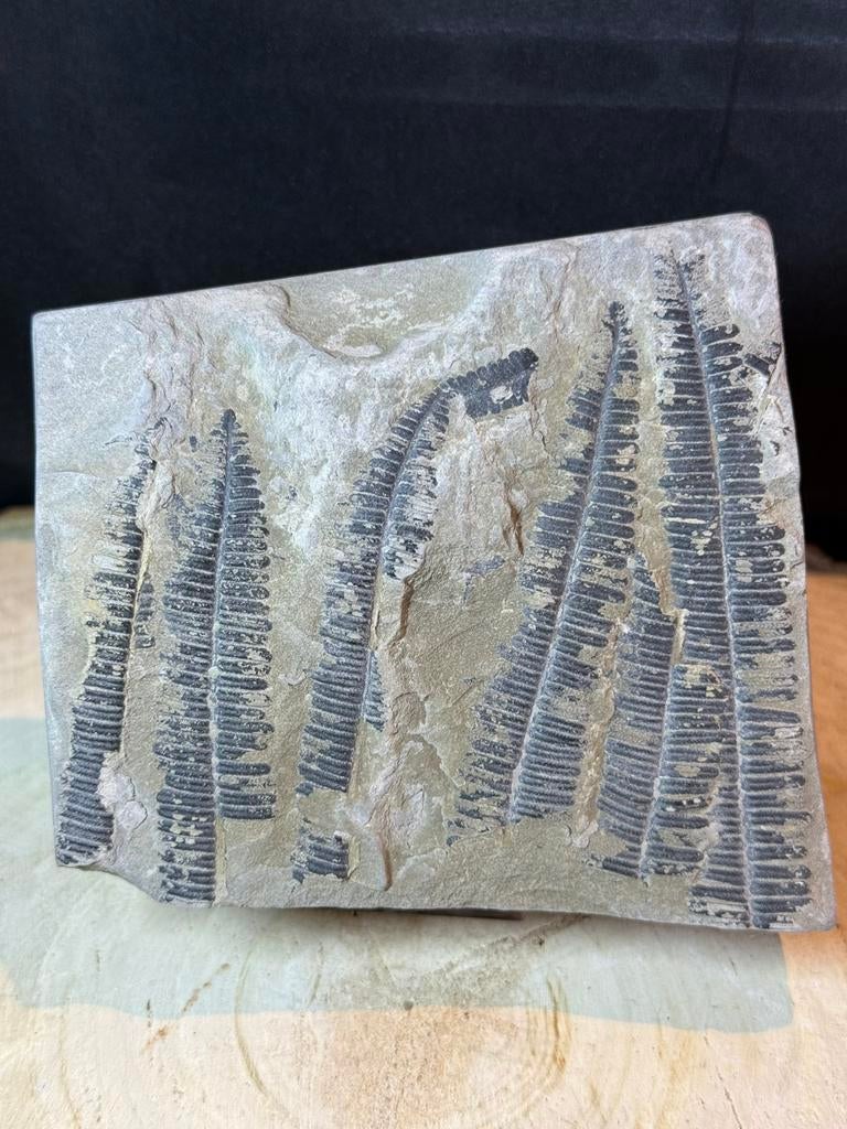 Assiette de fougère fossile - fossiles de plantes en pierre, Enlèvement ou Envoi, Fossile