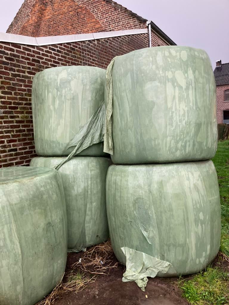 Voordroog hooi, Dieren en Toebehoren, Paarden