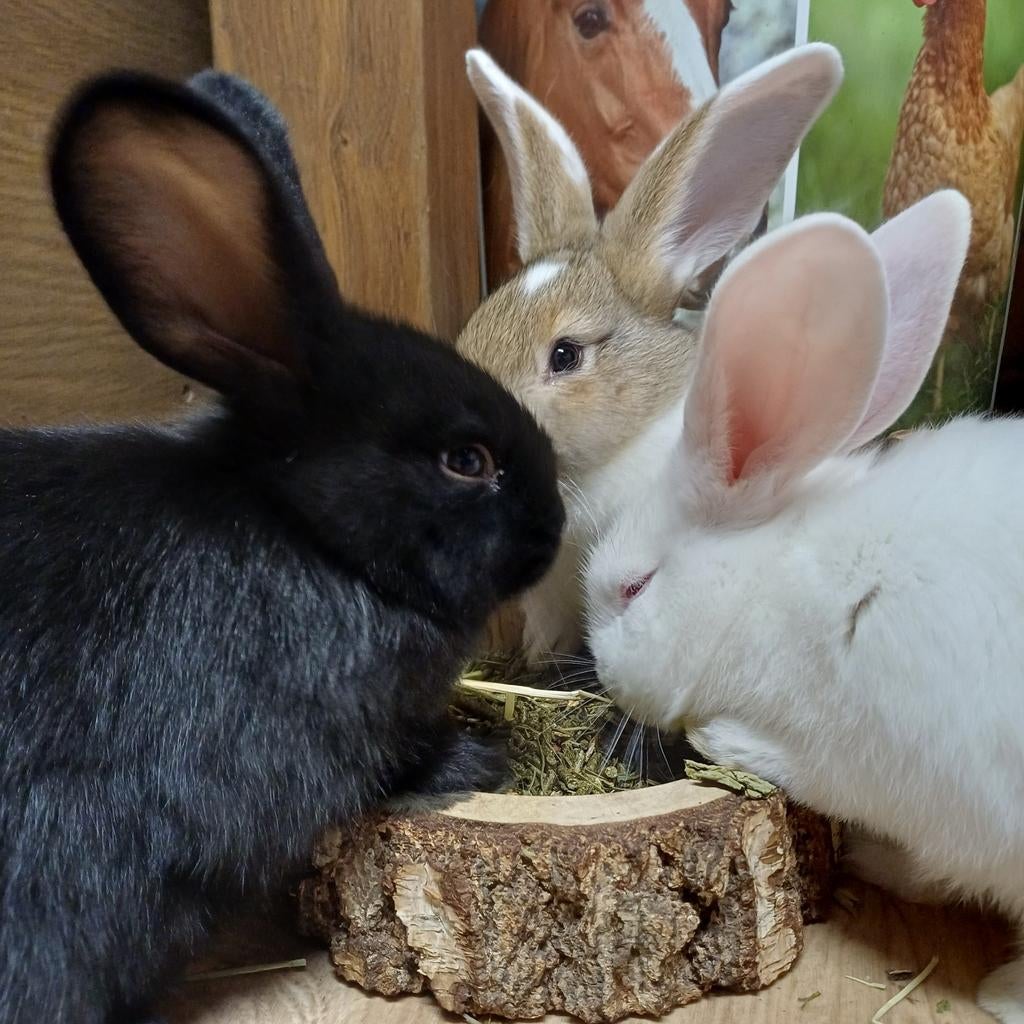 Duitse reusjes te reserveren ZWART RAMMETJE, Dieren en Toebehoren, Konijnen, Meerdere dieren, Groot, 0 tot 2 jaar