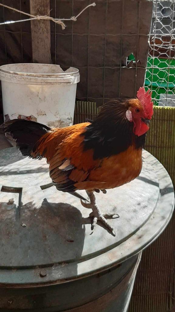 Bassette Krielhaan, Mâle, Poule ou poulet