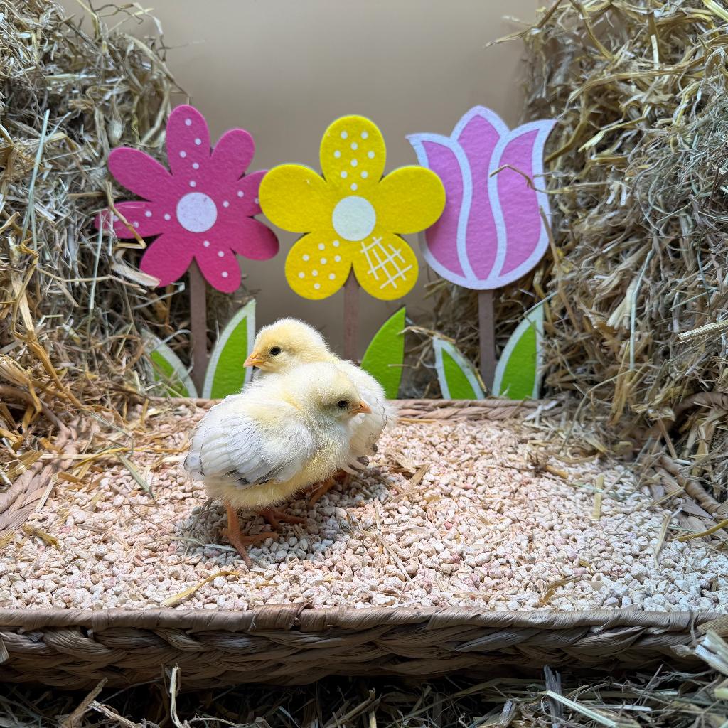 Jonge tamme Sussex kuikens gesekst & ingeënt, Dieren en Toebehoren, Vrouwelijk, Kip