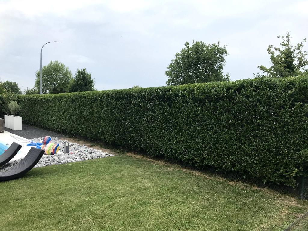 Tuinonderhoud, Diensten en Vakmensen, Garantie, Tuinonderhoud of Snoeiwerk