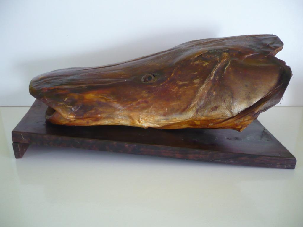 Taxidermie Grote kop Meerval / opgezette vis, Ophalen, Gebruikt, Overige soorten, Overige typen