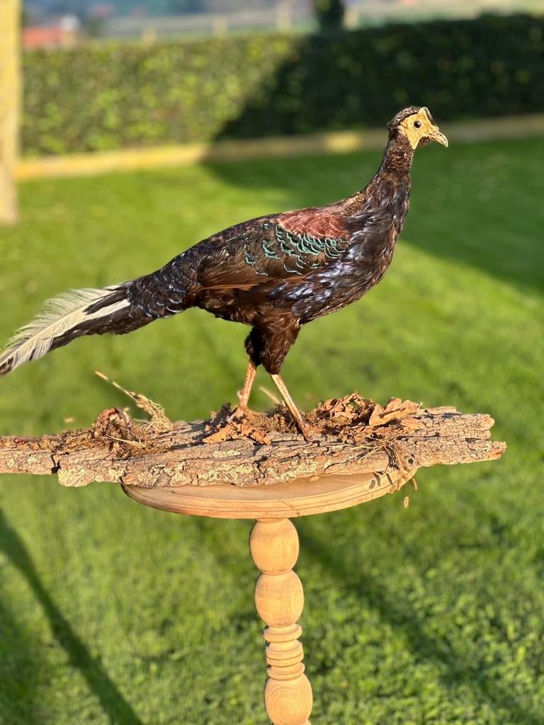 Taxidermie soort fazant, Enlèvement