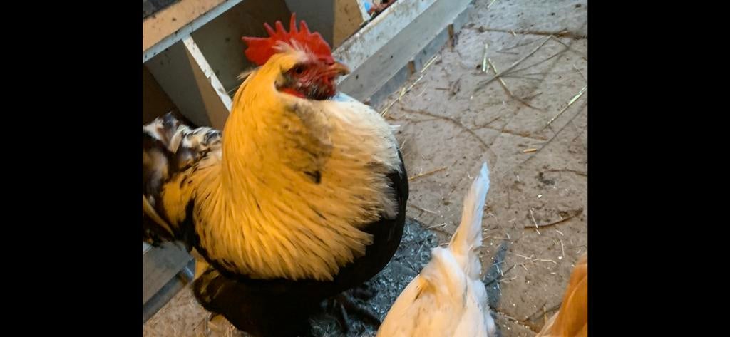 Faverolles Haan, Animaux & Accessoires