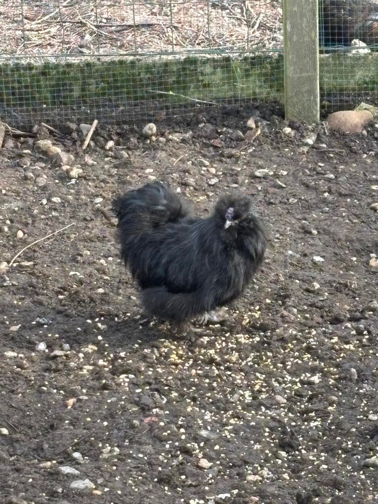 Zwart zijdehoen haantje, Dieren en Toebehoren, Mannelijk, Kip