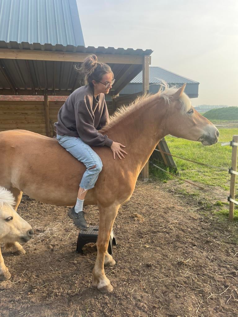 Tiroler Haflinger 7j + Shetland 12j te koop, Dieren en Toebehoren, Pony's, Merrie, Zadelmak