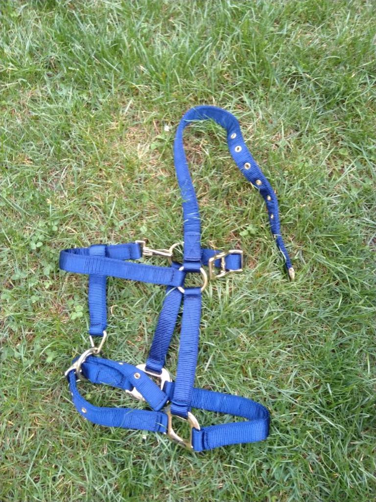 Licol bleu pour cheval - NEUF - taille FULL (Lamicel), Enlèvement ou Envoi, Neuf, Dressage