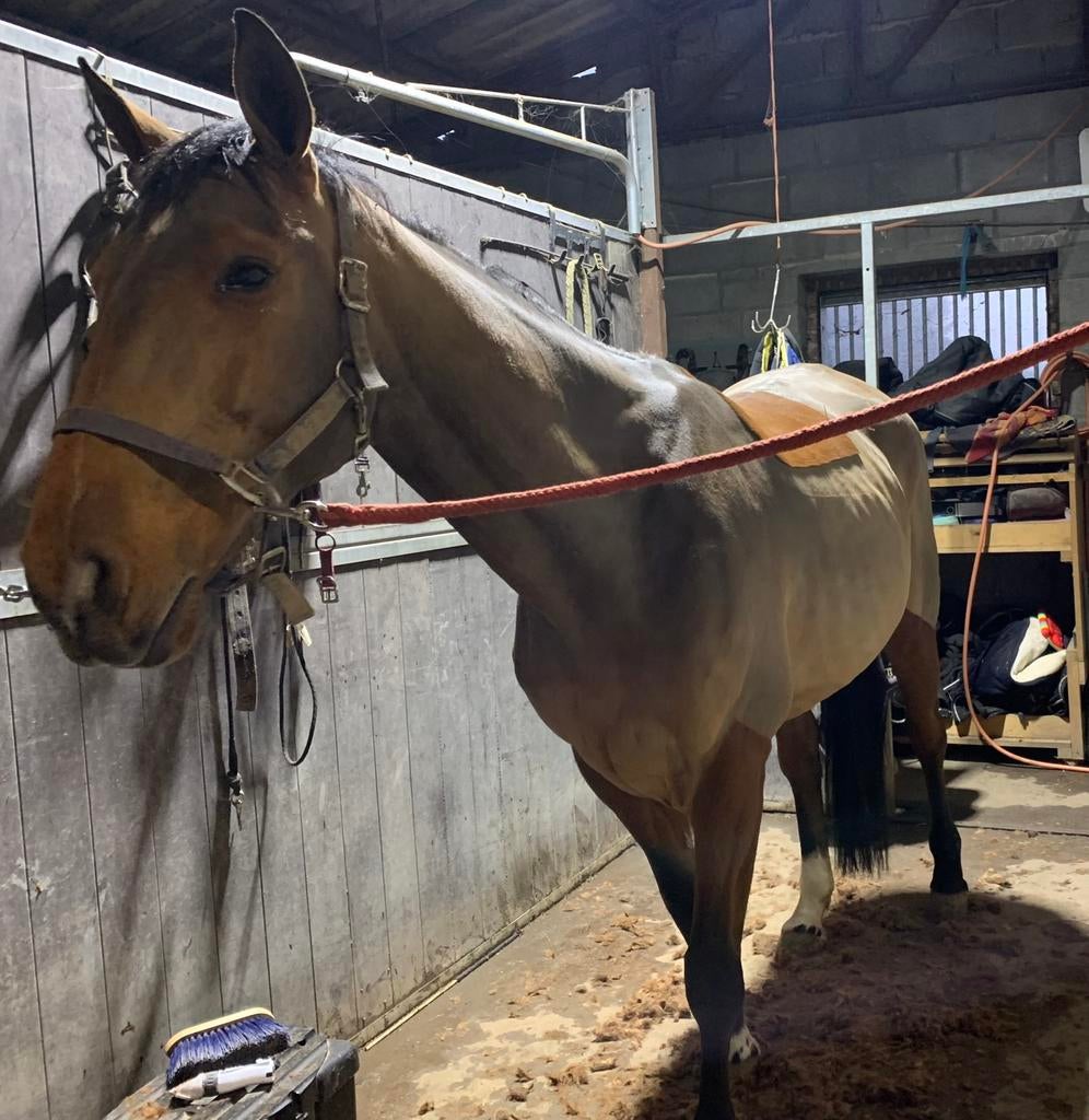 Paard en pony scheerservice aan huis, Dieren en Toebehoren, Ophalen of Verzenden, Nieuw