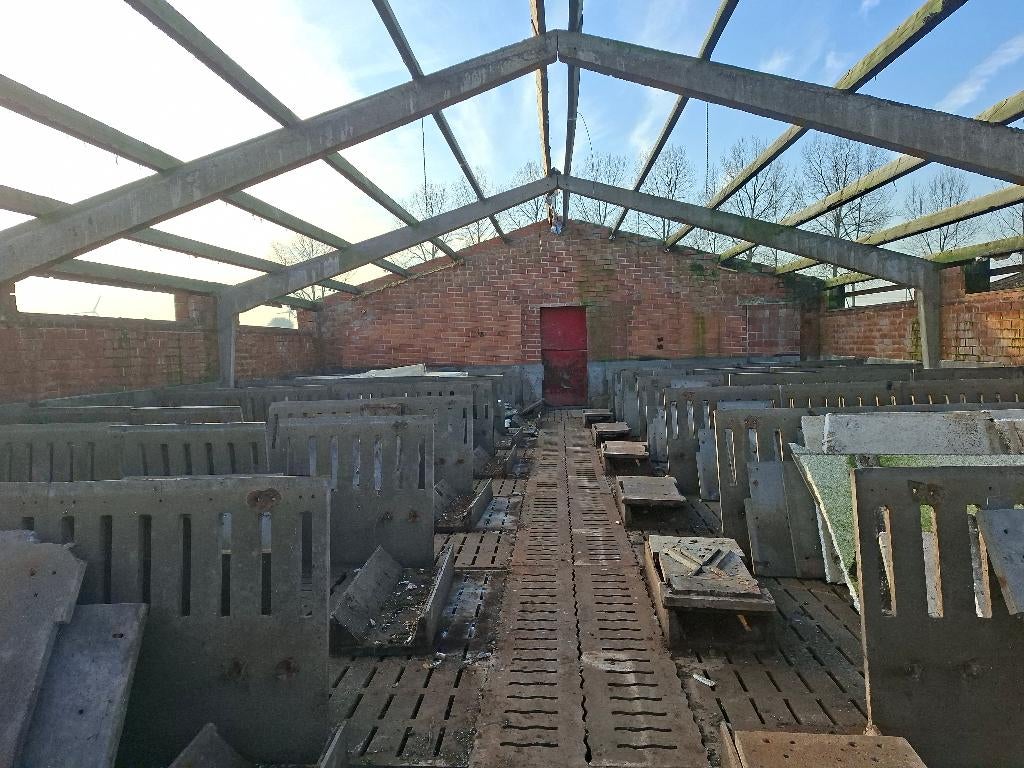 roosters varkens, Dieren en Toebehoren, Varken