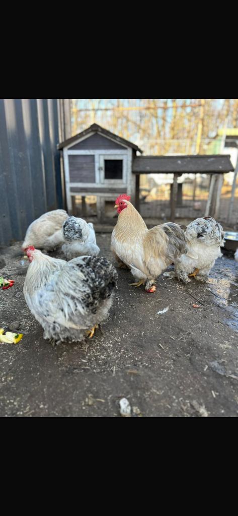 Chambre Cochin Kriel ~ PUREBRED, Animaux & Accessoires, Femelle, Poule ou poulet