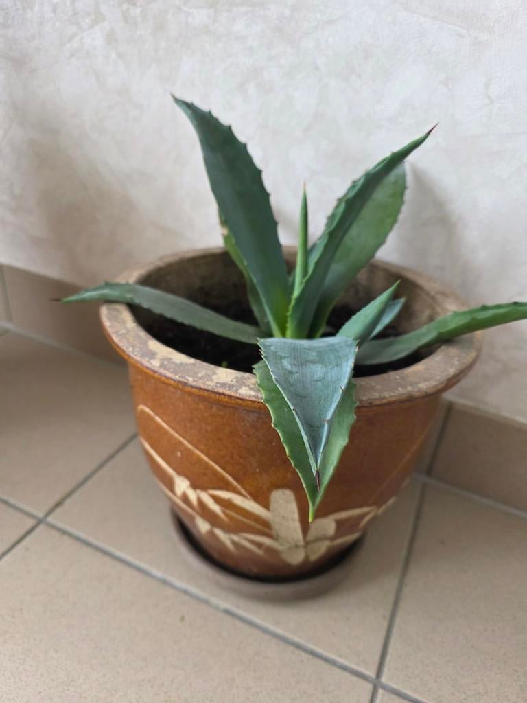 Agave, Ophalen, Volle zon