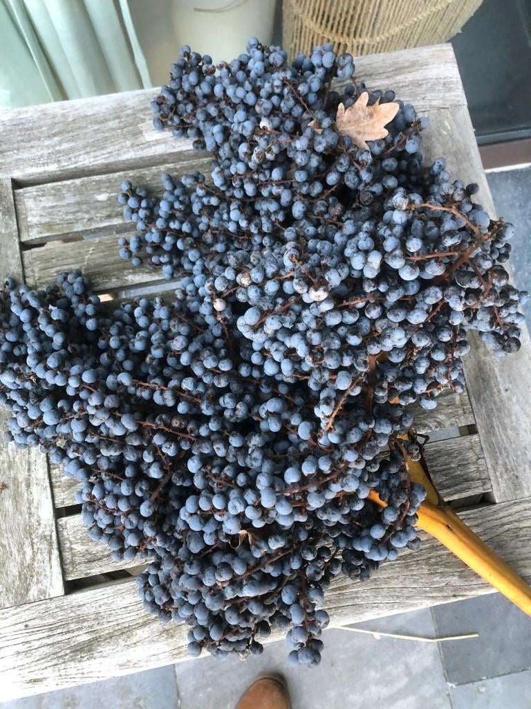 zaden palm trachycarpus, Ophalen