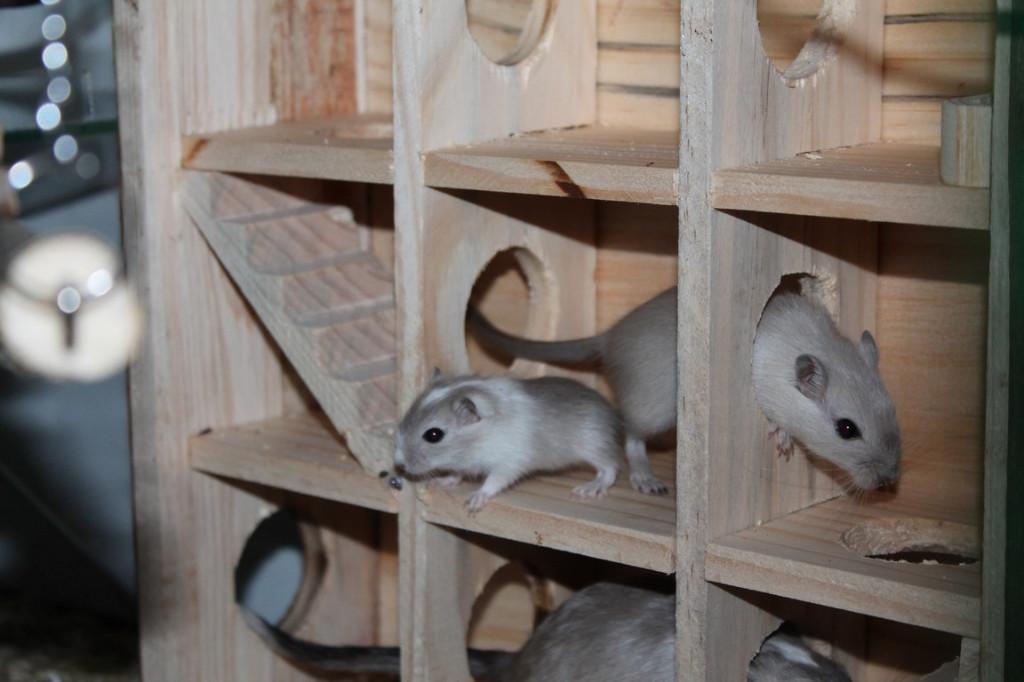 Gerbil en knaagdier doolhof toren speelhuis, Animaux & Accessoires, Enlèvement ou Envoi, Neuf, Jouet