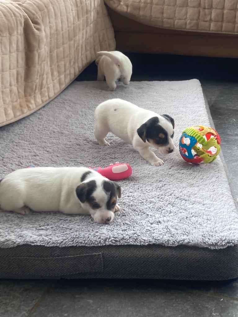 Jack russell pups, Particulier, Hépatite contagieuse (maladie de Rubarth), 8 à 15 semaines, Plusieurs