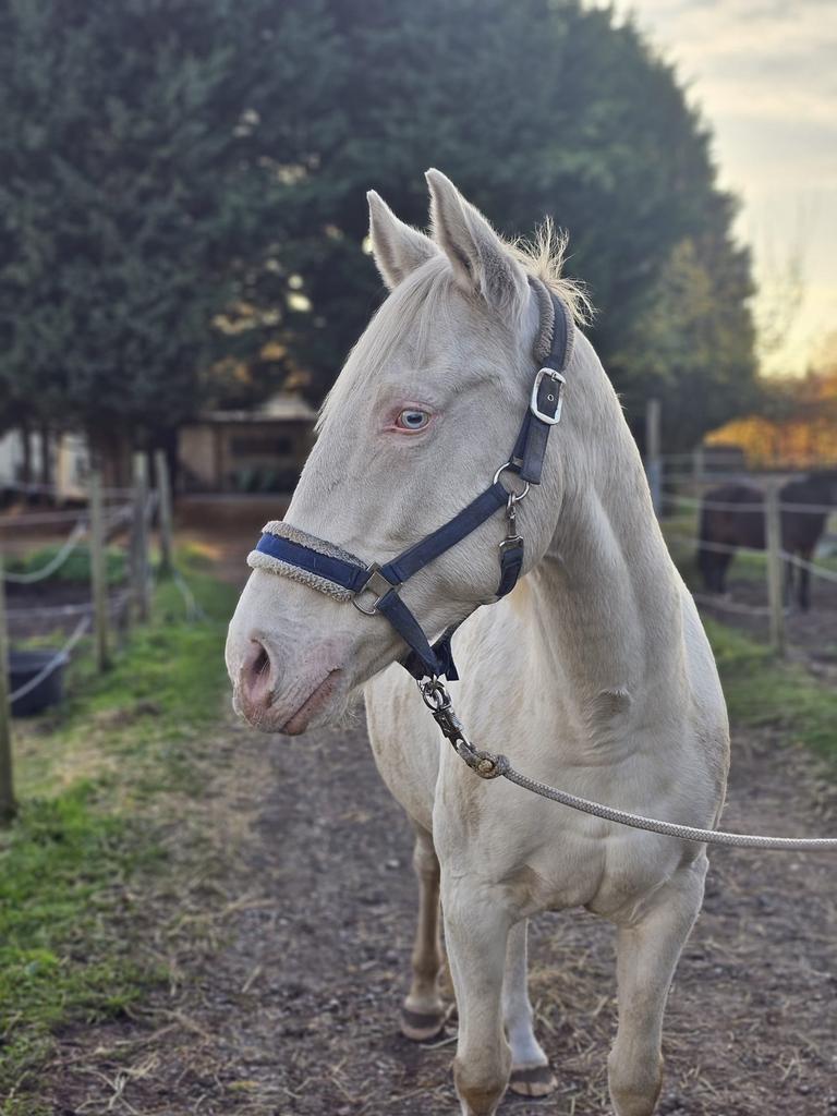 Merrie 15/01/2017, Jument, Débourré