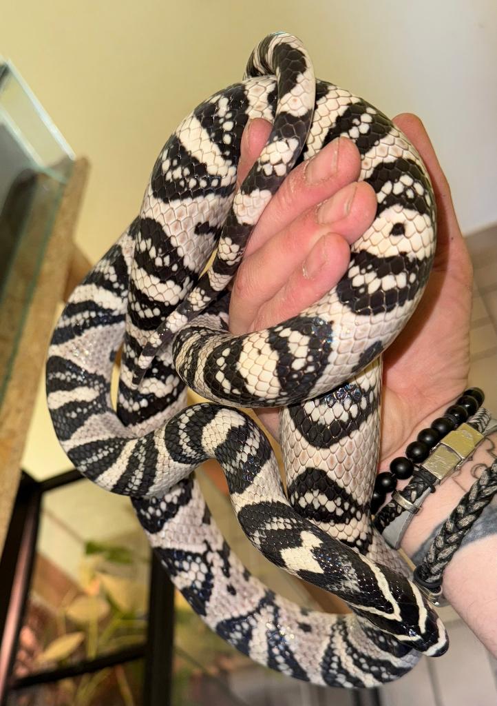 1.1 Euprepiophis mandarinus, Animaux & Accessoires, Serpent, Avec terrarium, 7 à 10 ans