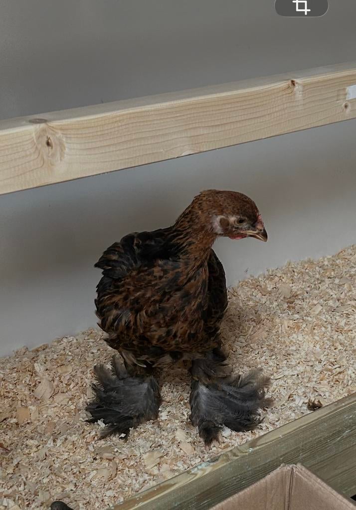 Brahma goudpatrijs., Dieren en Toebehoren, Pluimvee