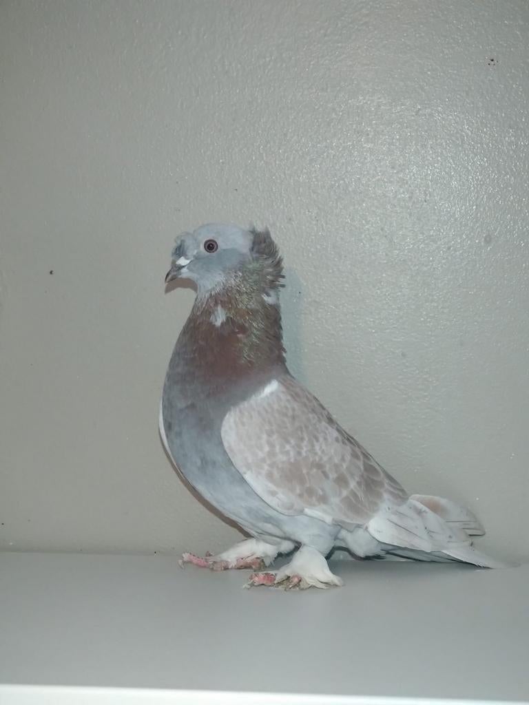 Mannelijke takla-duif, Dieren en Toebehoren, Ophalen