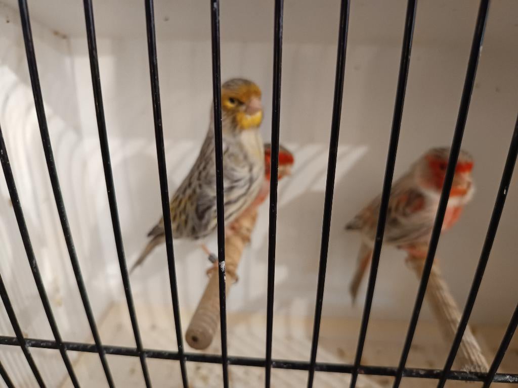 mosaïque jaune agate et rouge, Plusieurs animaux, Canari de couleur