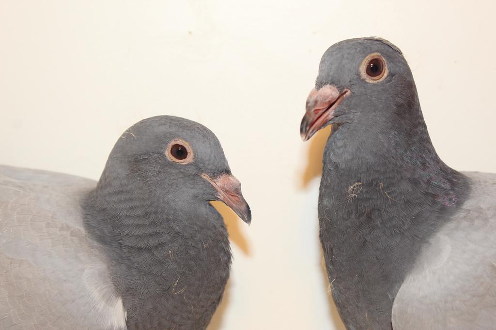 Koppel marathon duiven, Dieren en Toebehoren, Vogels | Duiven, Meerdere dieren, Postduif