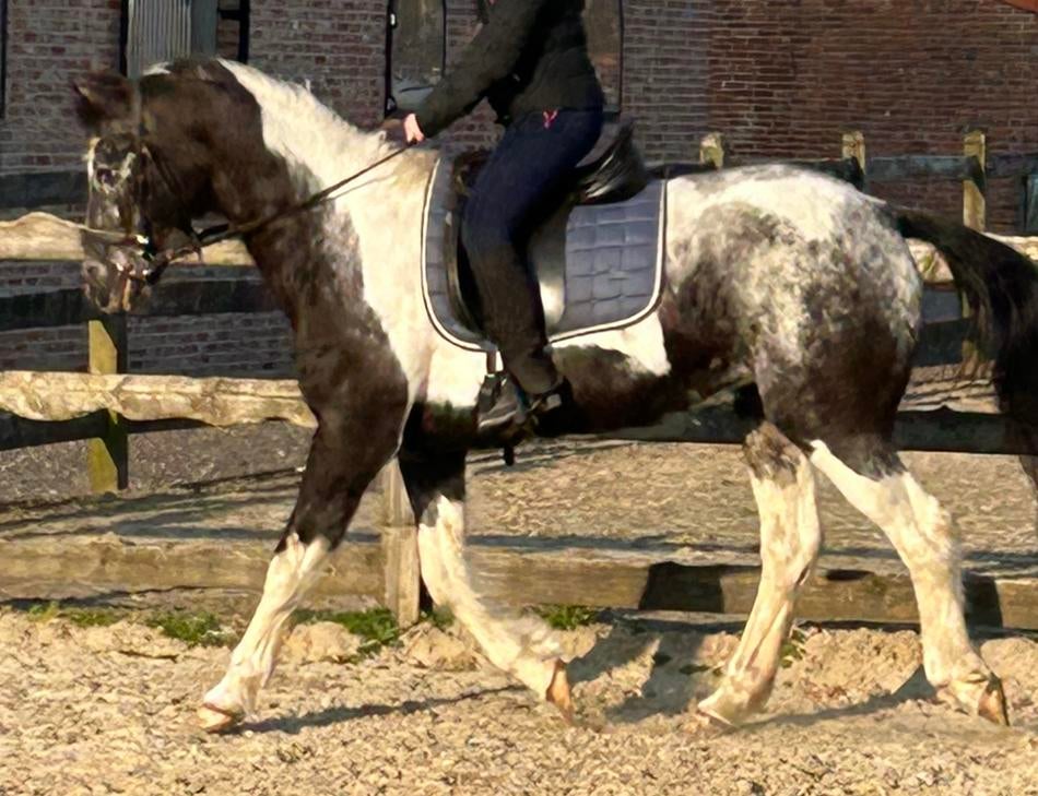 Recreatie fokmerrie, Dieren en Toebehoren, Pony's, ZZ, 11 jaar of ouder, Recreatiepony, D pony (1.37m tot 1.48m)