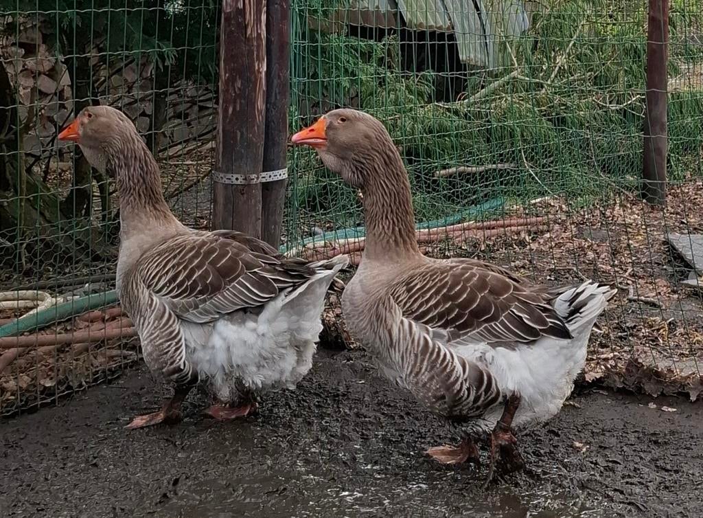 Ganzen toulouse, Meerdere dieren, Gans of Zwaan