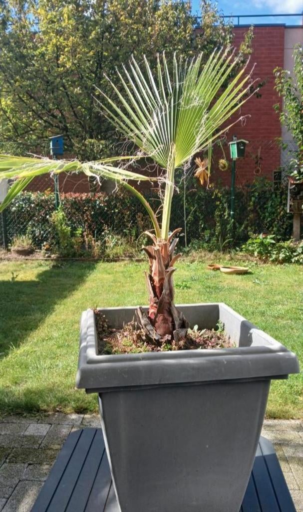 Palm in pot. Heel vitale plant., Tuin en Terras, Ophalen, Winter, In pot