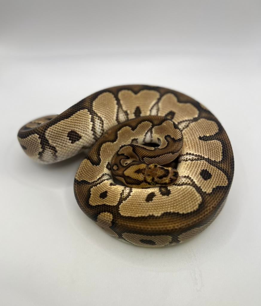 Python Regius NK 2025 Clown 1.0, Animaux & Accessoires, Serpent, Domestique, 0 à 2 ans