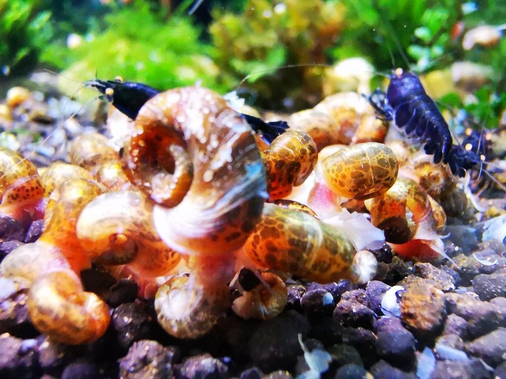 Escargots à cornes, Animaux & Accessoires