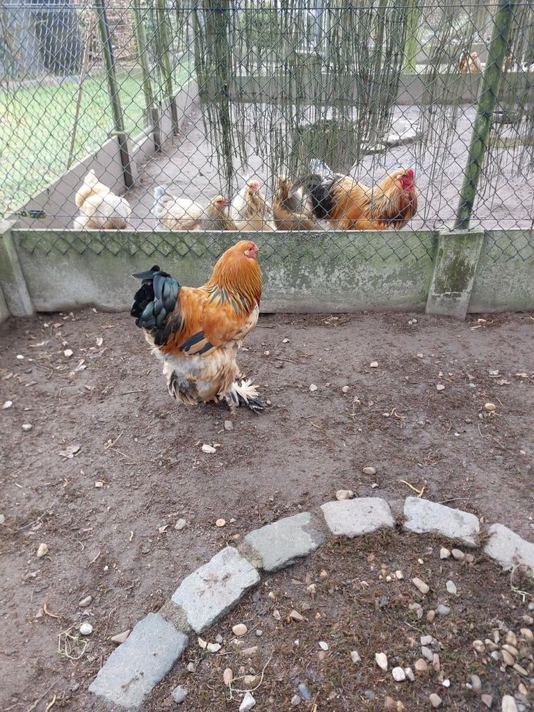 Brama haan, Dieren en Toebehoren, Pluimvee