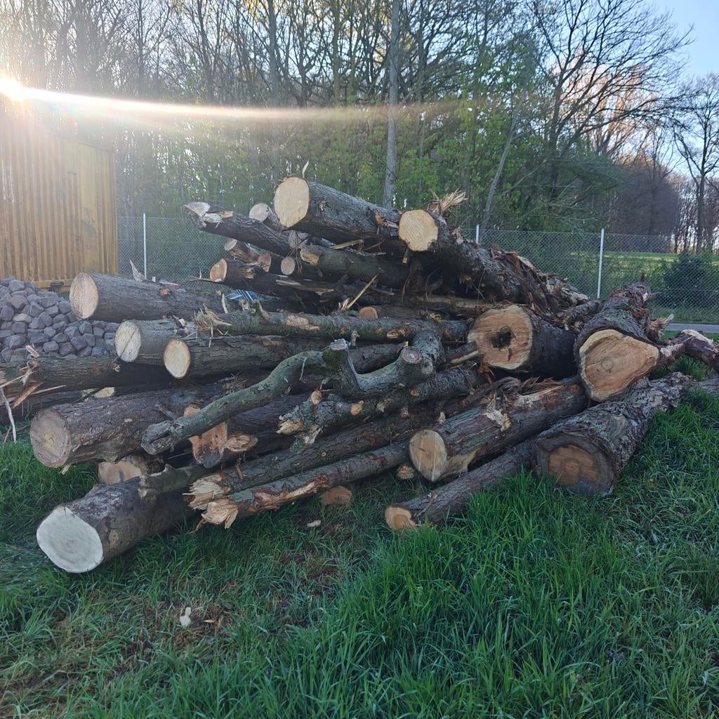 Brandhout spar, Tuin en Terras, Ophalen of Verzenden