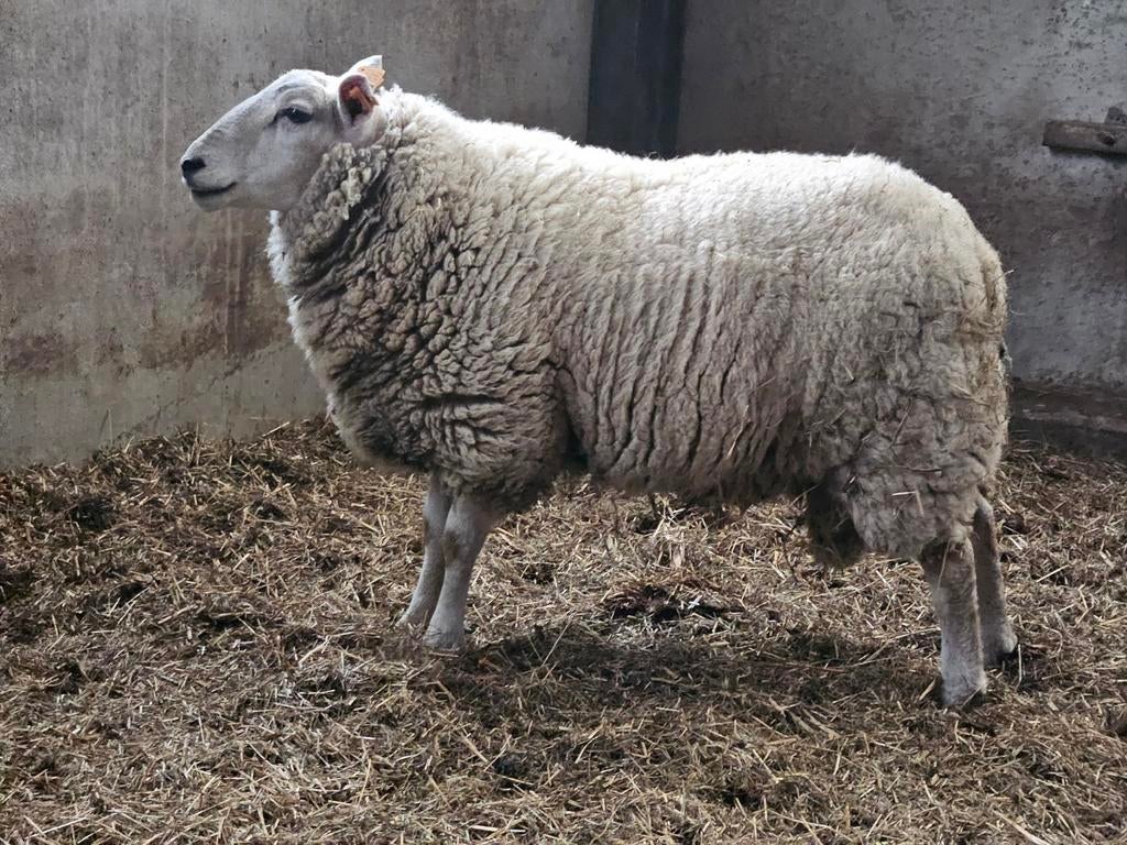 4 schapen 2bok ,en 2moeren, Dieren en Toebehoren, Meerdere dieren, Schaap, 0 tot 2 jaar