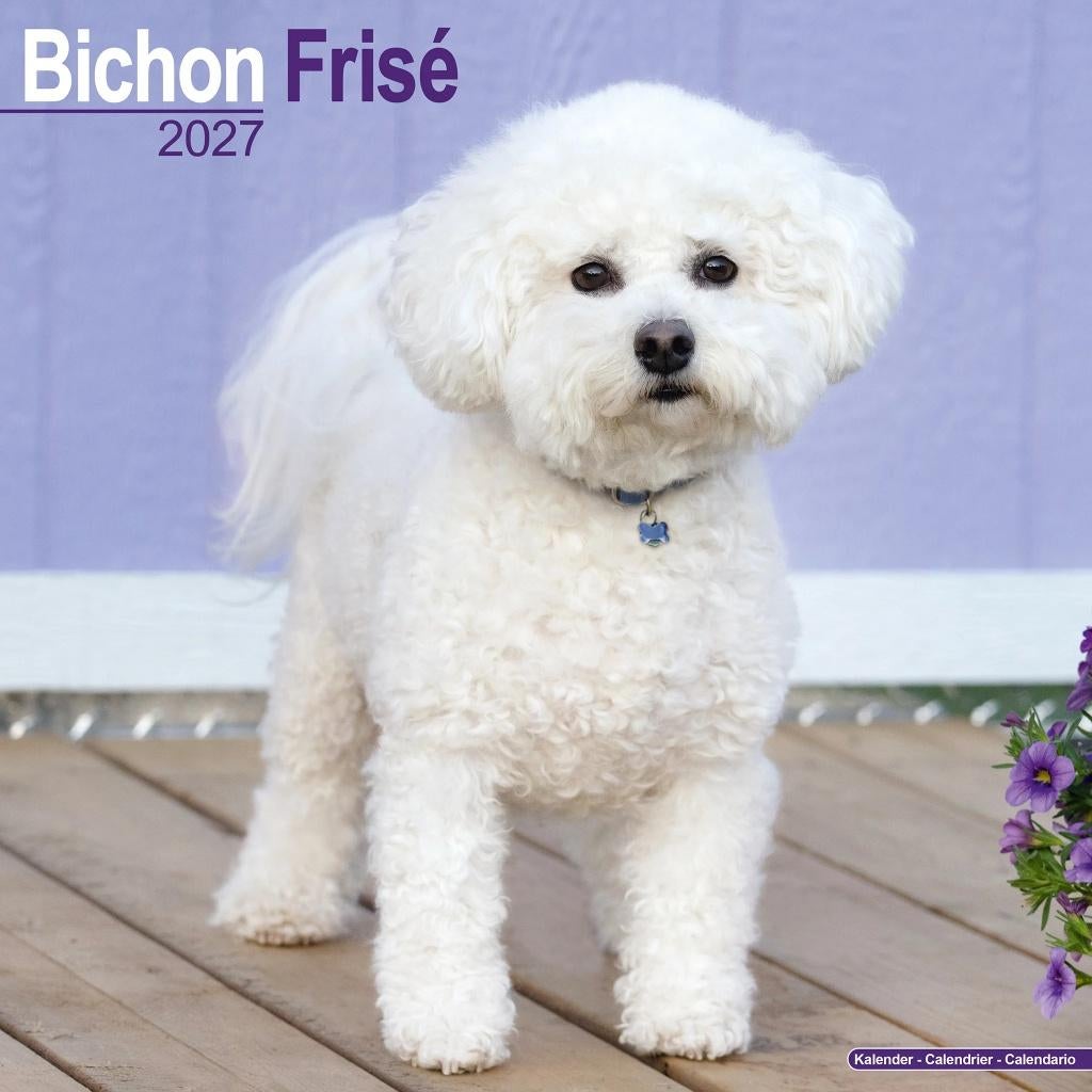 Calendrier Bichon Frisé 2027 en précommande, Envoi, Calendrier annuel, Neuf