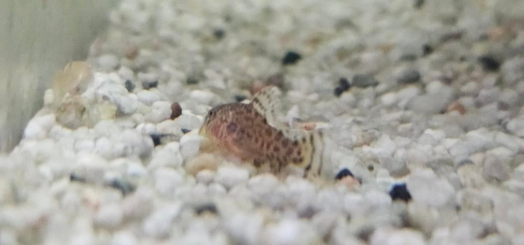 corydoras sterbay 3 to 4cm, Animaux & Accessoires, Poisson, Poisson d'eau douce