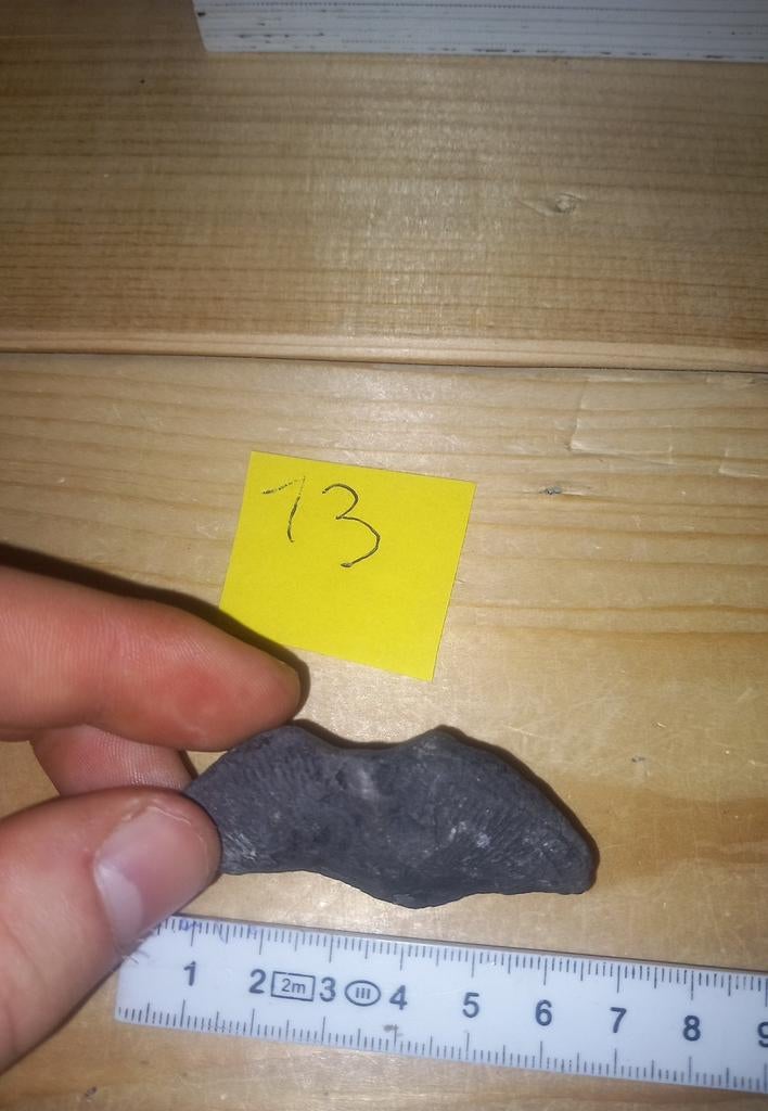 fossiles vivifiants (et 2), Collections, Minéraux & Fossiles, Enlèvement ou Envoi