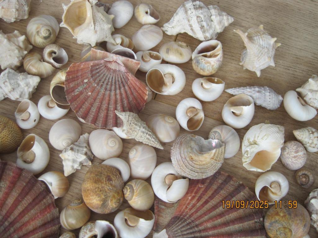 schelpen, Ophalen, Schelp(en)