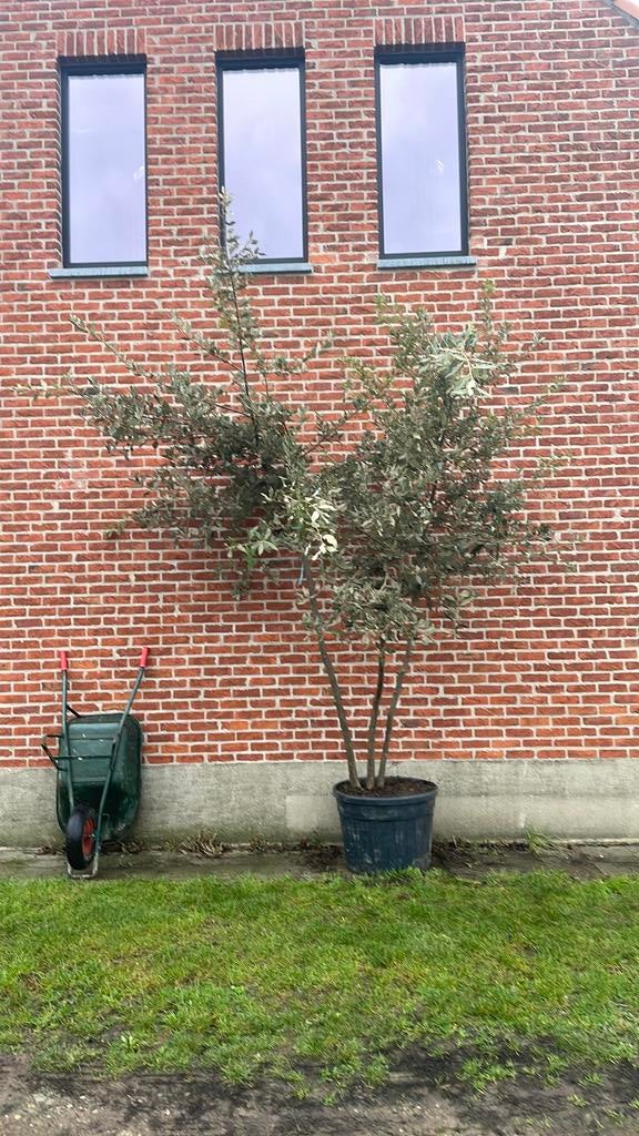 350-400 m hoge groenblijvende multistem steeneik, Ophalen